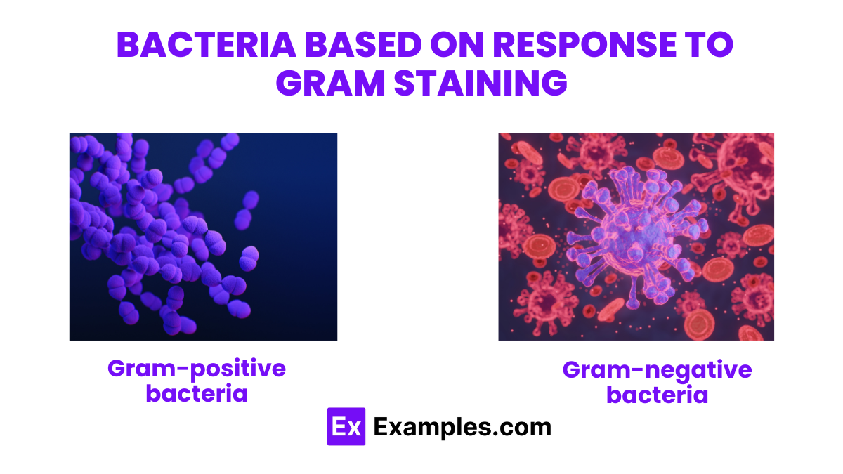 Bacteria Definition, Lists, Types, Structure, Classification