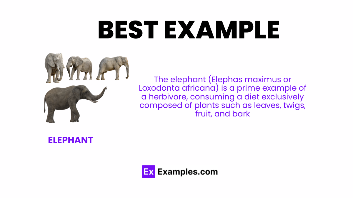 Herbivore, Definition, Examples, Characteristics, Facts