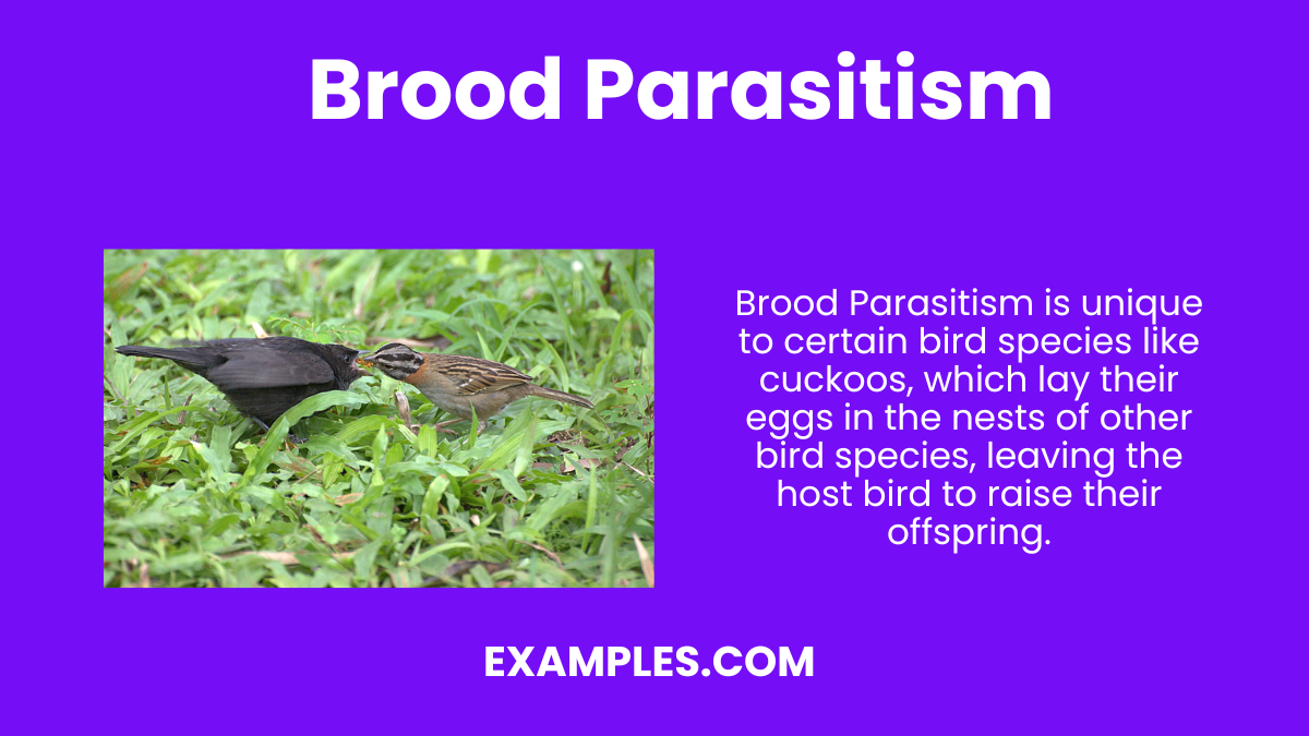 brood parasitism