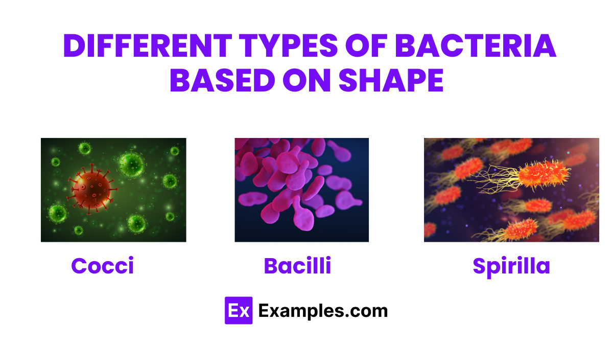 Bacteria - Definition, Lists, Types, Structure, Classification