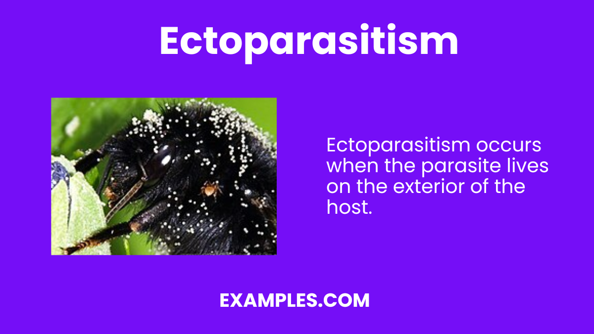 ectoparasitism