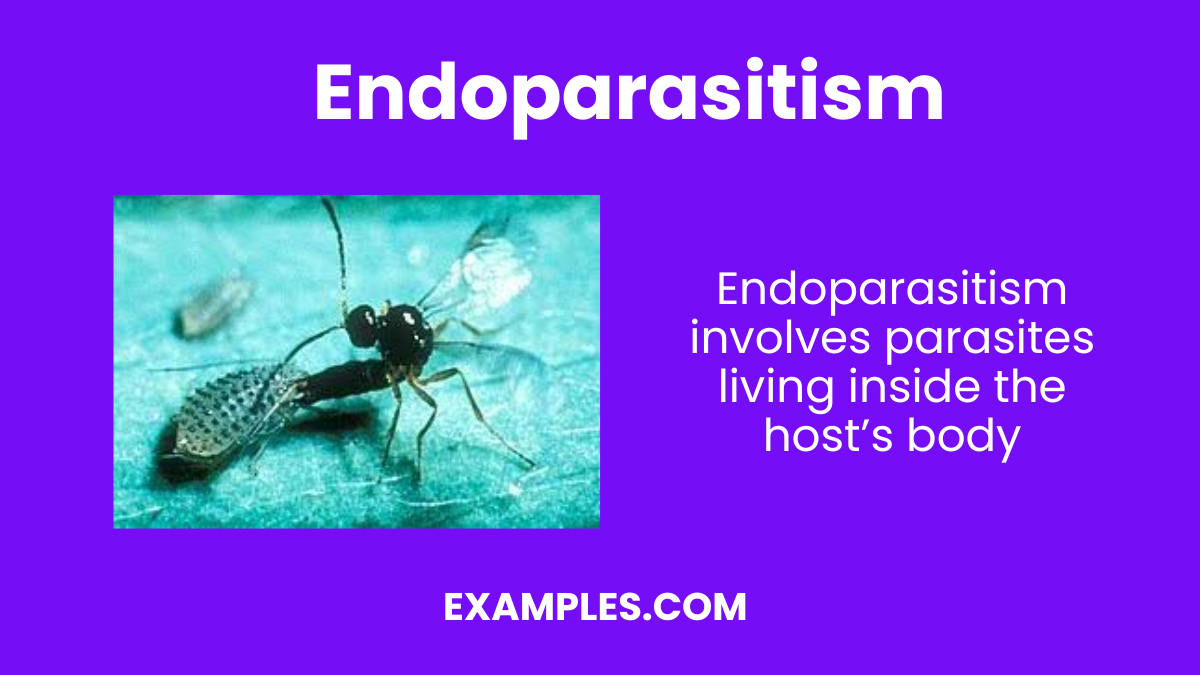 endoparasitism image