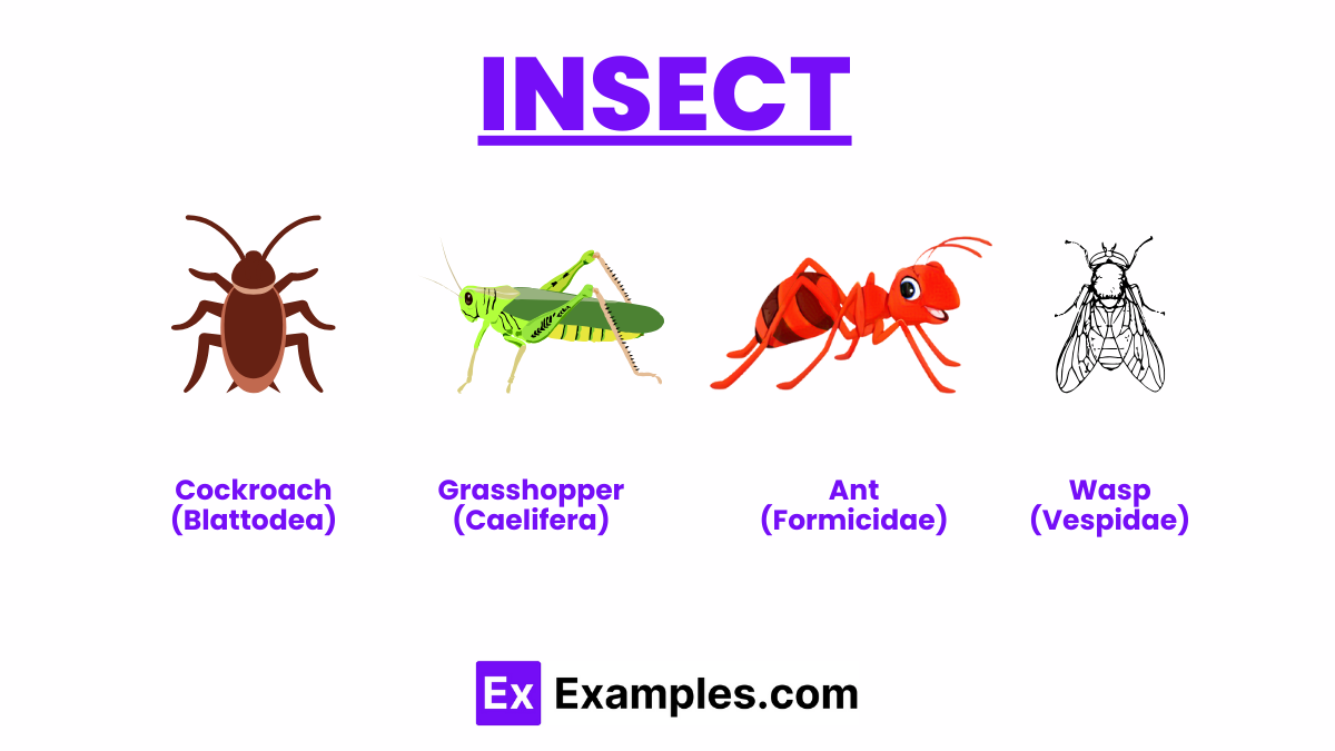 Arthropods, Definition, Example, Characteristics,, Facts