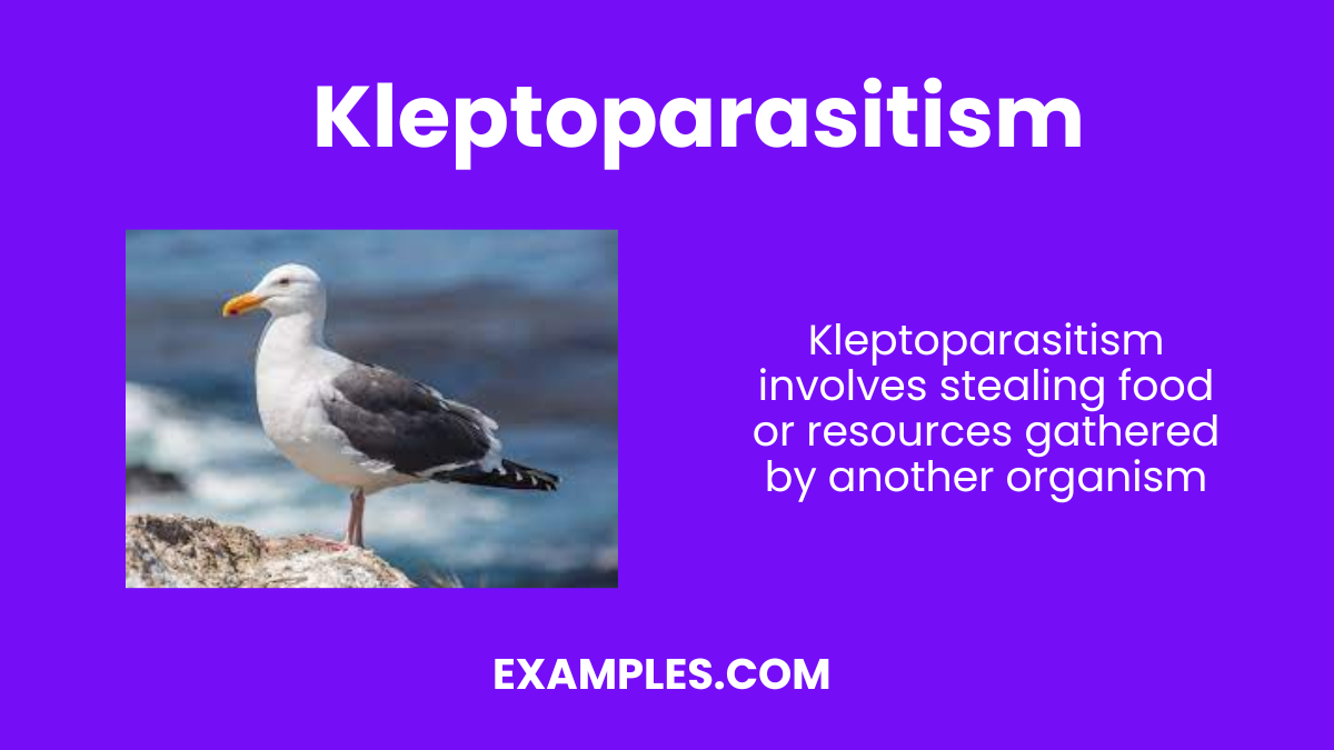 kleptoparasitism