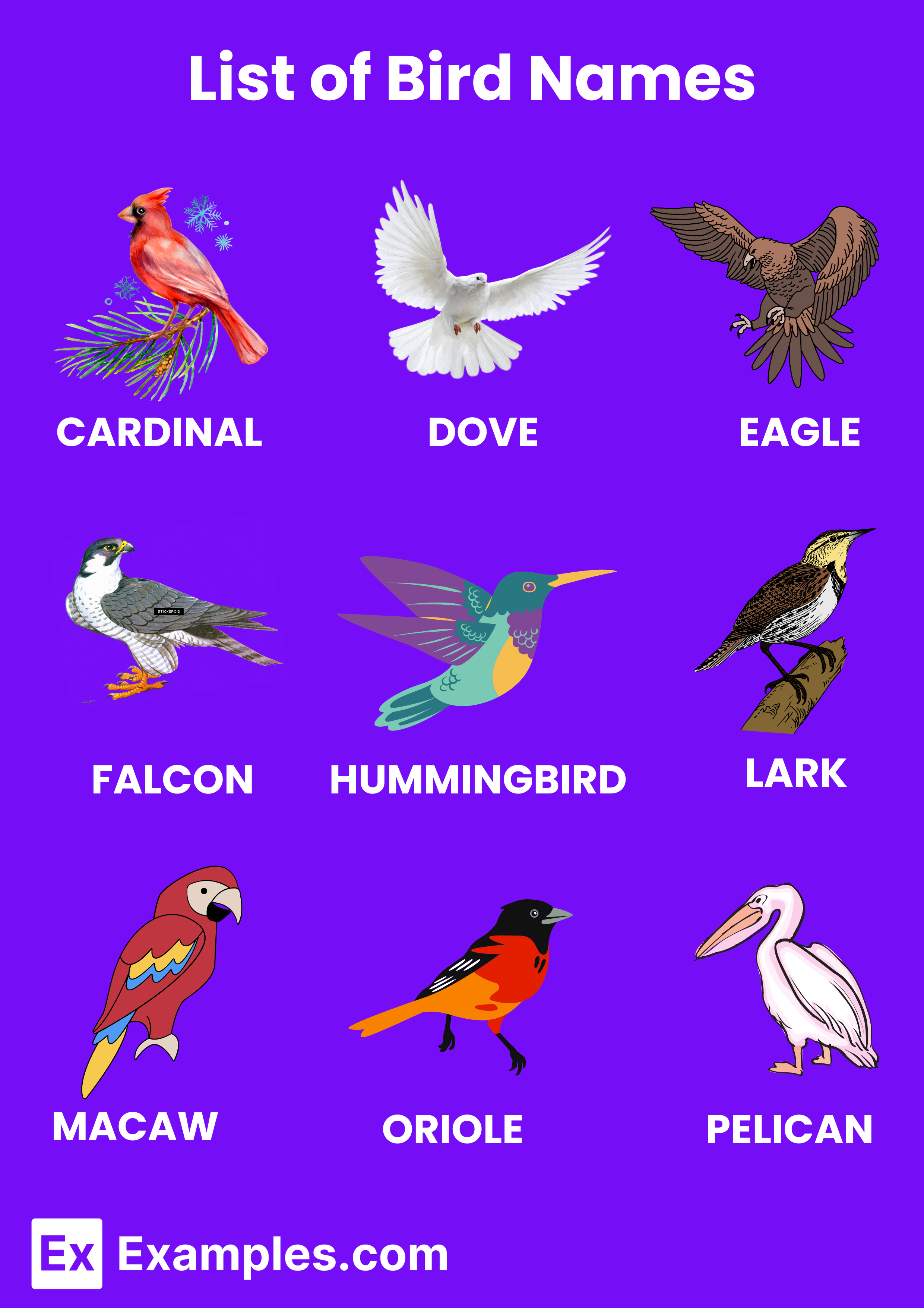 bird-names-100-list-importance-meaning-pdf