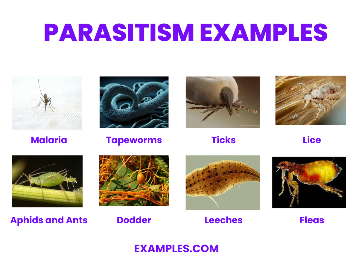 parasitism examples