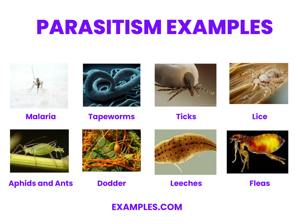 Parasitim 20 Examples Definition Types Effects Signs 4623