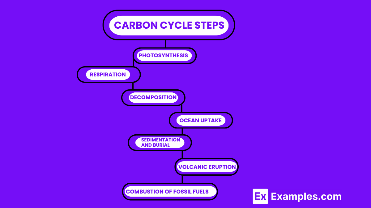 Carbon Cycle Steps