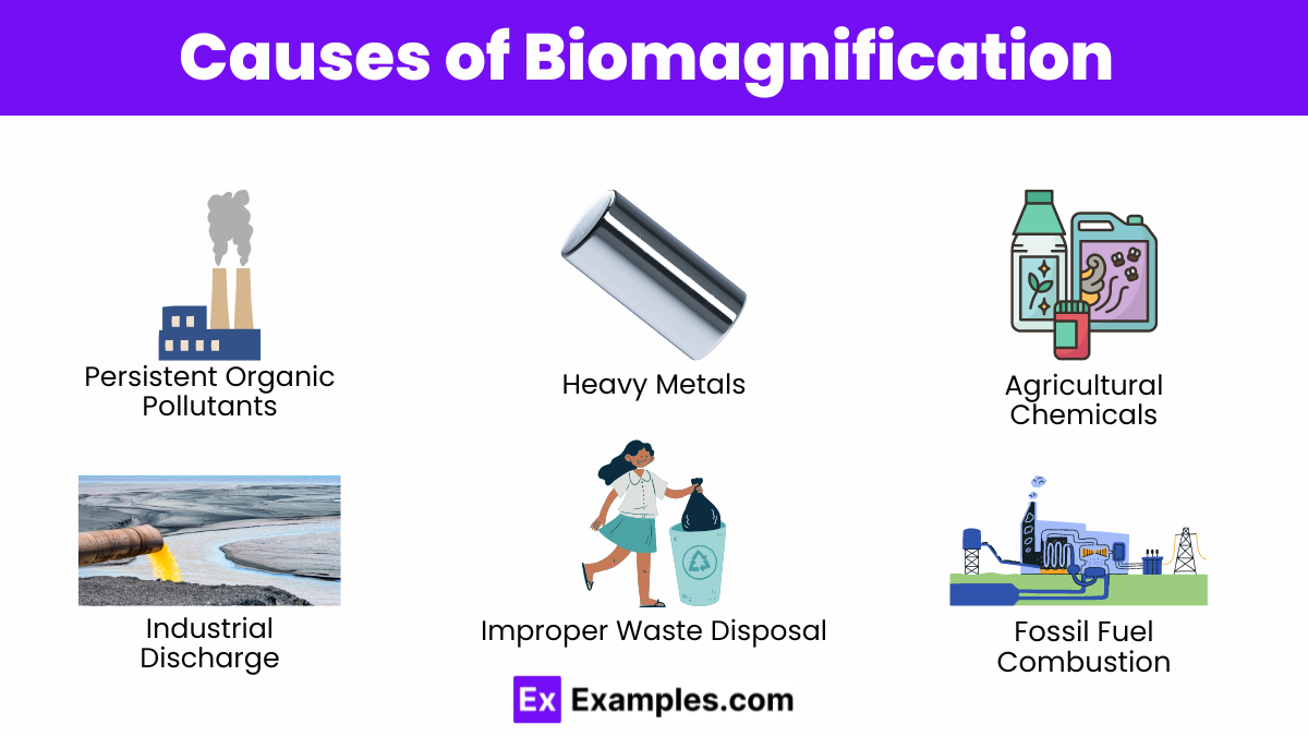 Causes of Biomagnification
