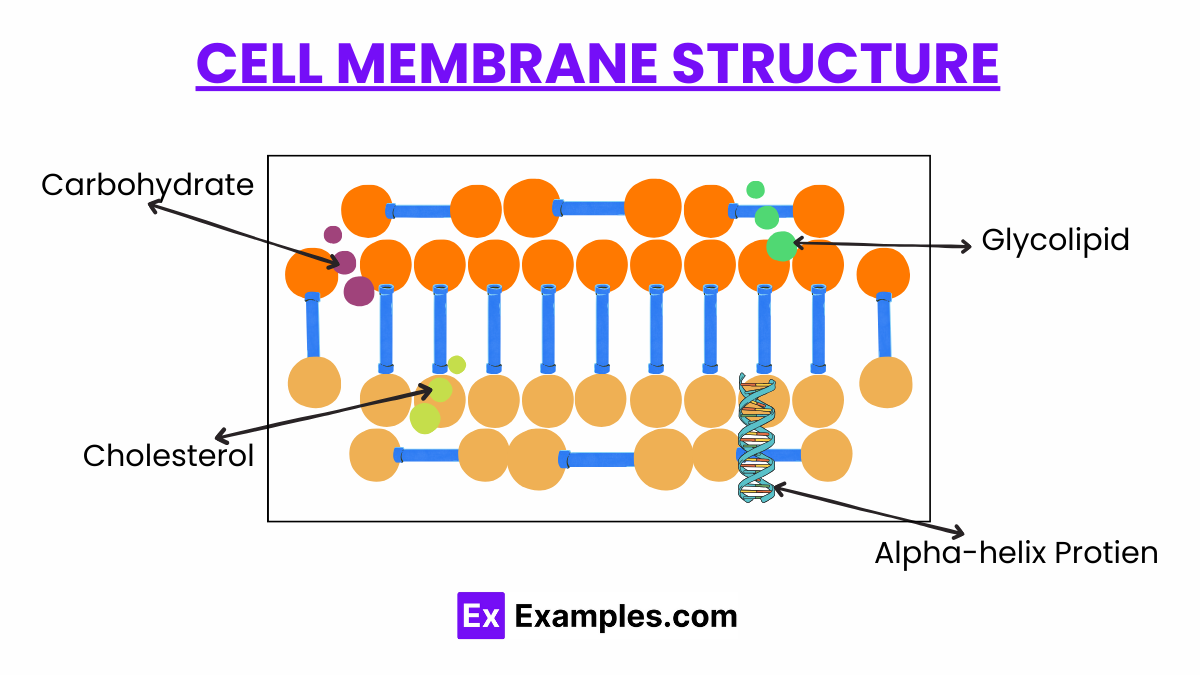 Cell Membrane Definition, Structure, Functions