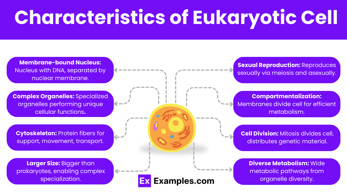 Characteristics of Eukaryotic Cell