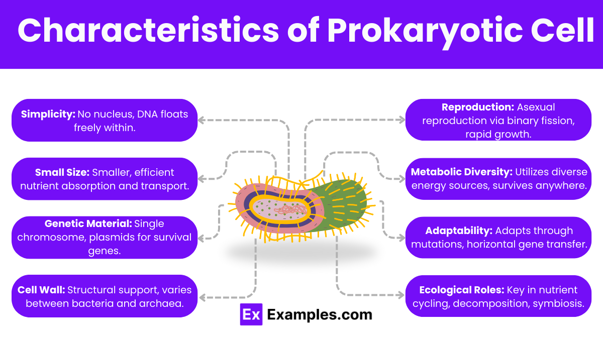 Characteristics of Prokaryotic Cell