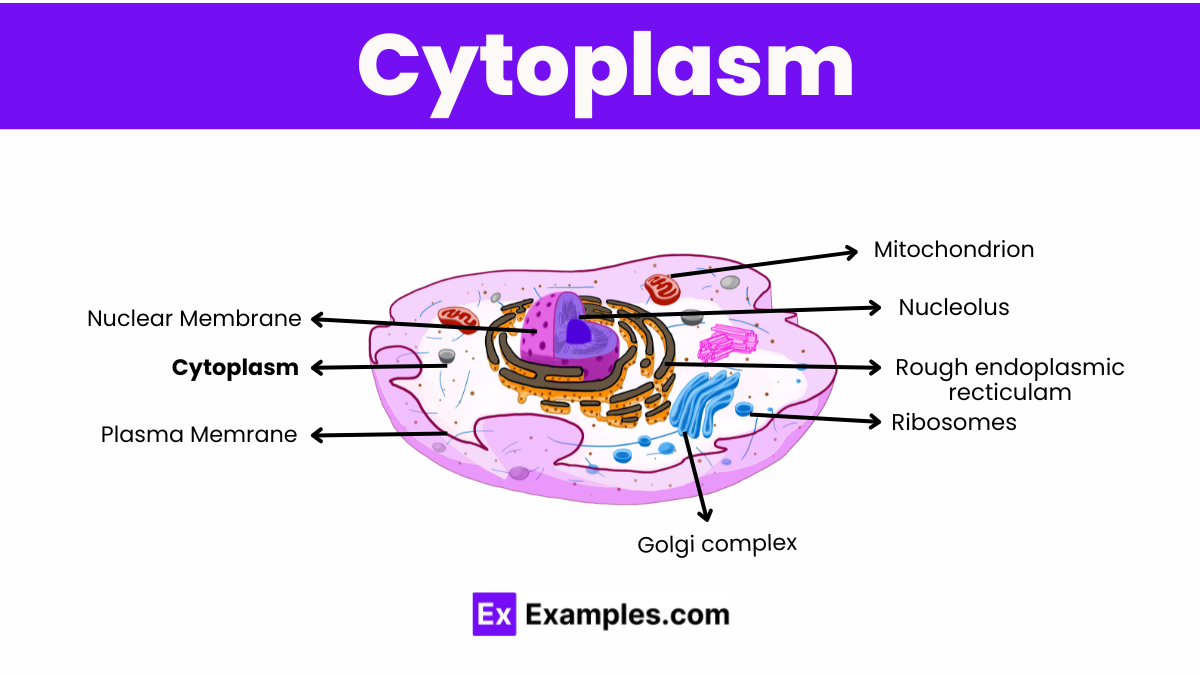 Cytoplasm Structure Function History Structure Function Properties Cytoplasm Structure Function History Structure Function Properties