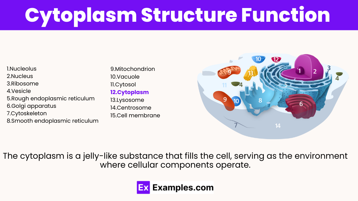 Cytoplasm The Cells Inner World Explained