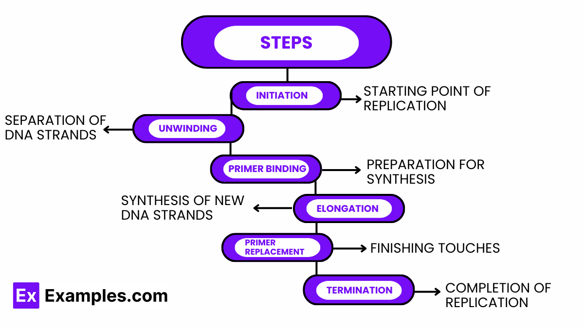 DNA Replication Steps