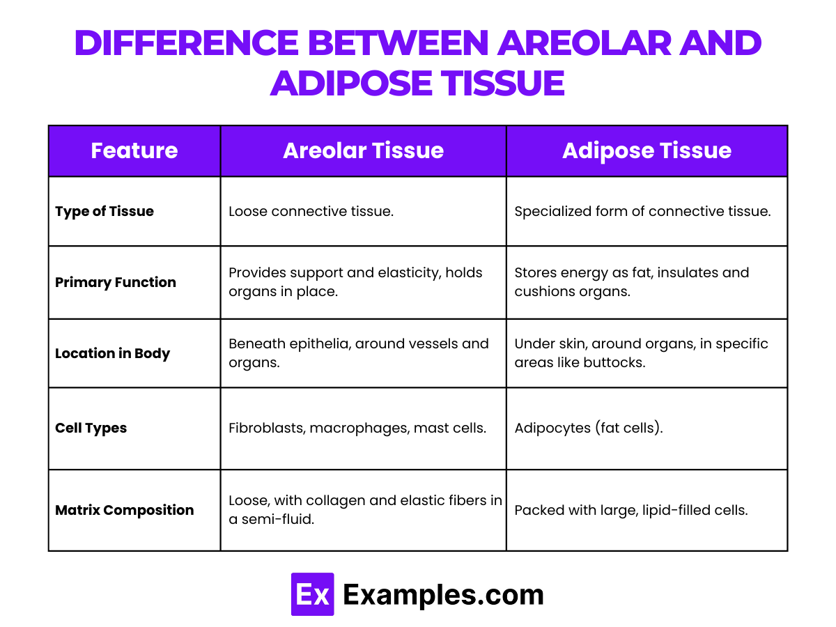 Difference Between Areolar and Adipose Tissue