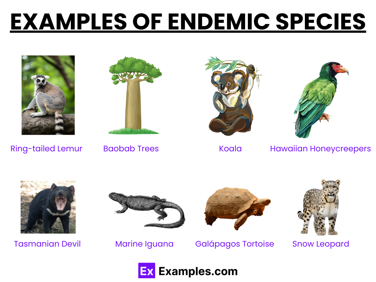 Endemic Species Examples Endemic Species What They Are And How To 