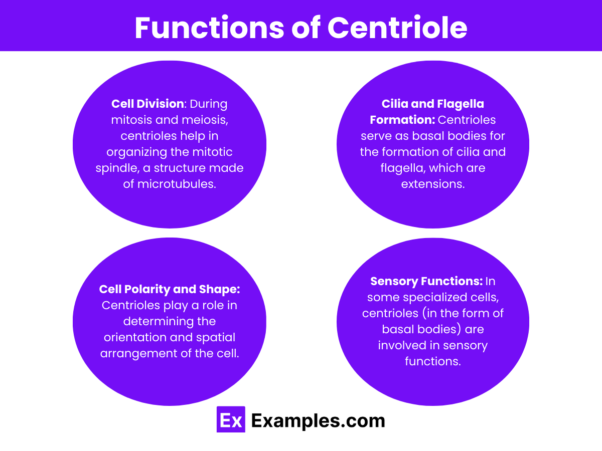 Functions of Centriole