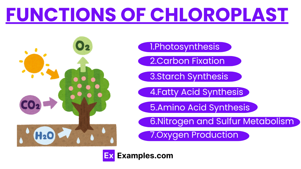 Functions of Chloroplast