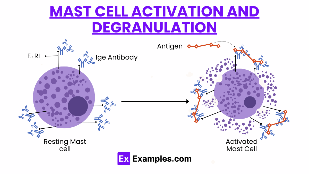 Mast Cells - Mast cells function, Mast Cell Activation and ...