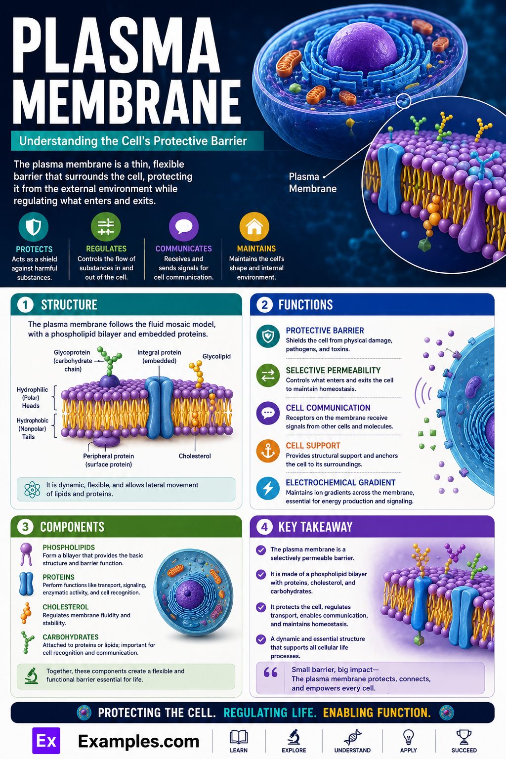 Plasma Membrane- Definition, Structure, Functions, Facts, FAQS