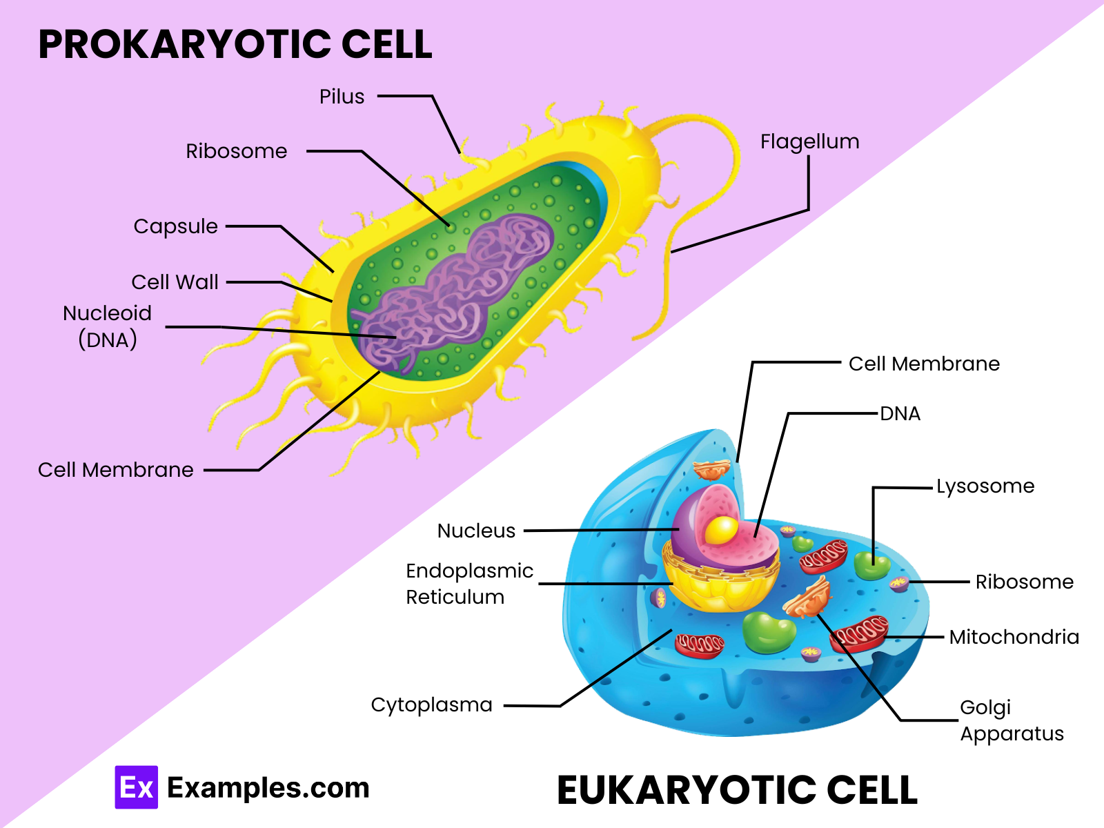 Difference Between Prokaryotic And Eukaryotic Cells Examples
