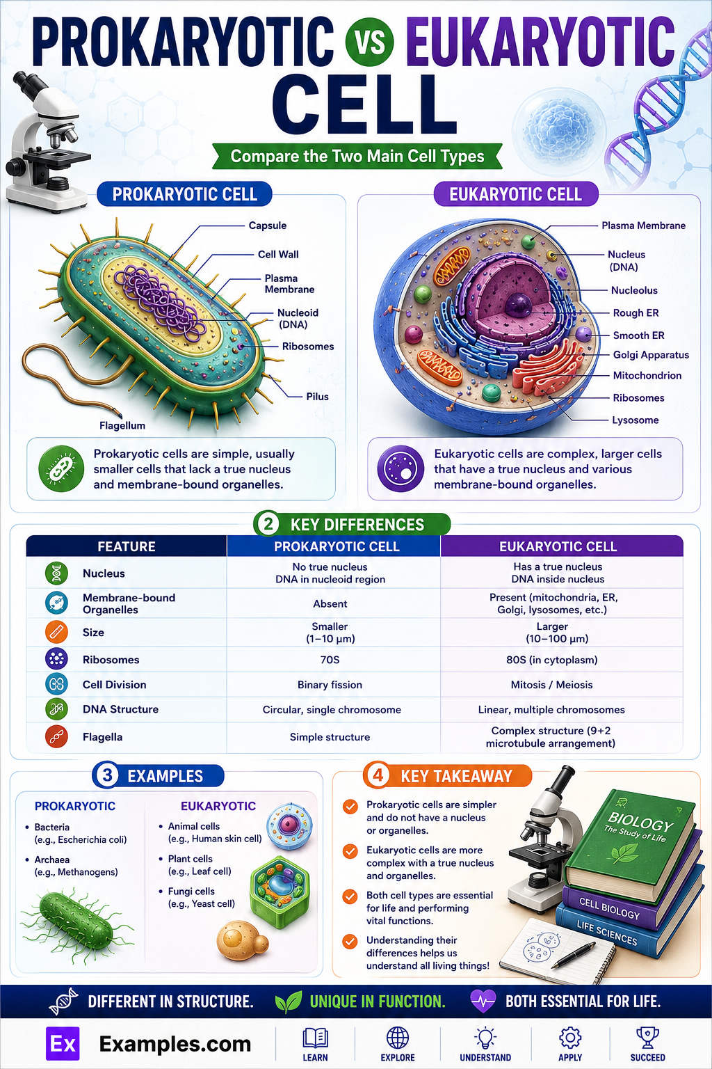 Difference between Prokaryotic and Eukaryotic Cells