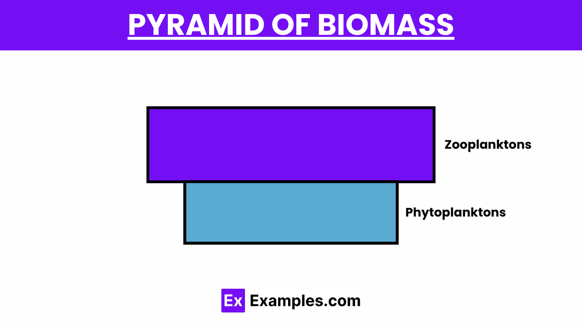 Pyramid of Biomass 