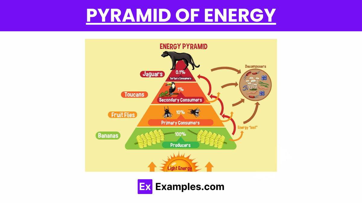 Pyramid of Energy