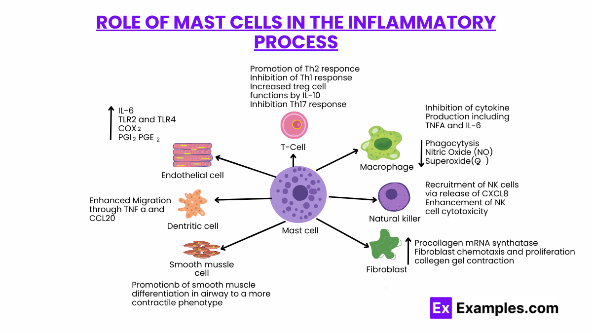 Role of Mast Cells in the Inflammatory Process