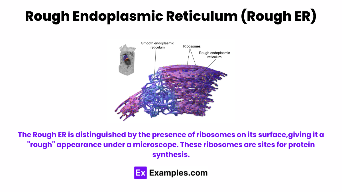 Rough Endoplasmic Reticulum (Rough ER)