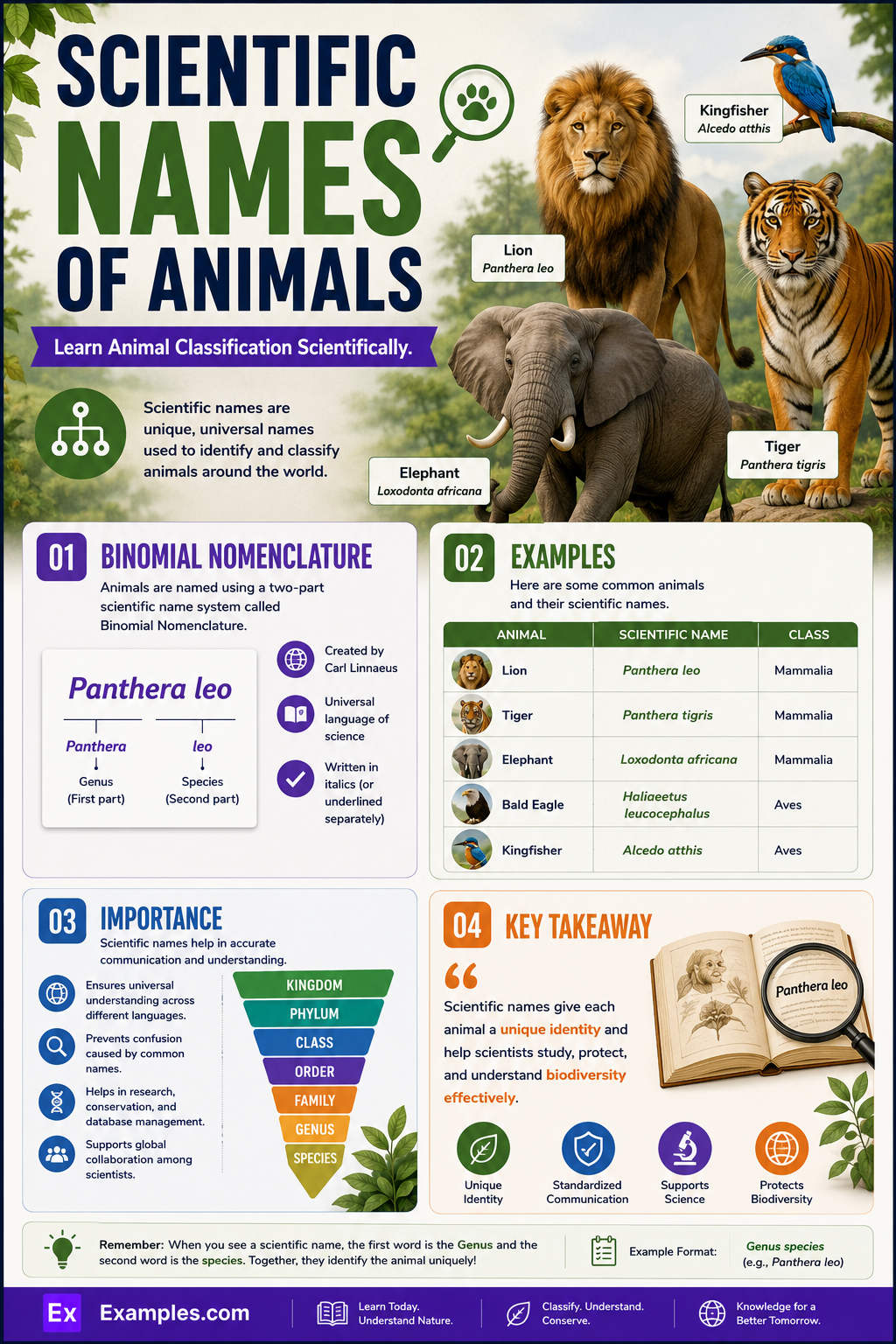 Scientific Names of Animals. List, Uses, FAQ