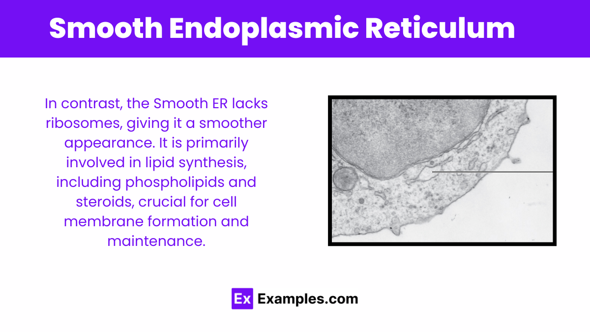 Smooth Endoplasmic Reticulum (Smooth ER)