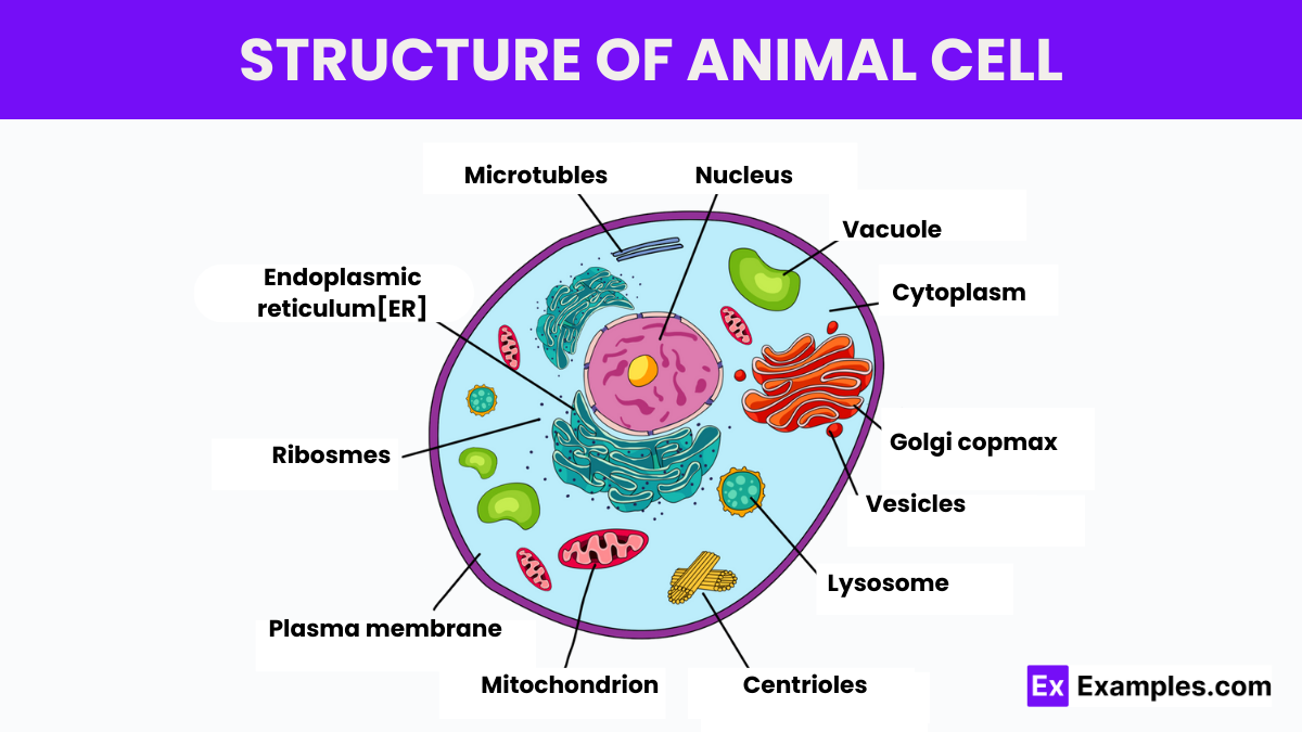 Structure of Animal cell