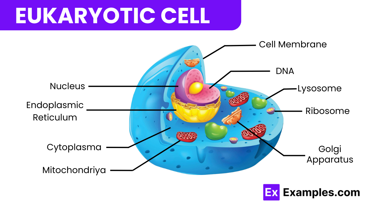 Structure of Eukaryotic Cell