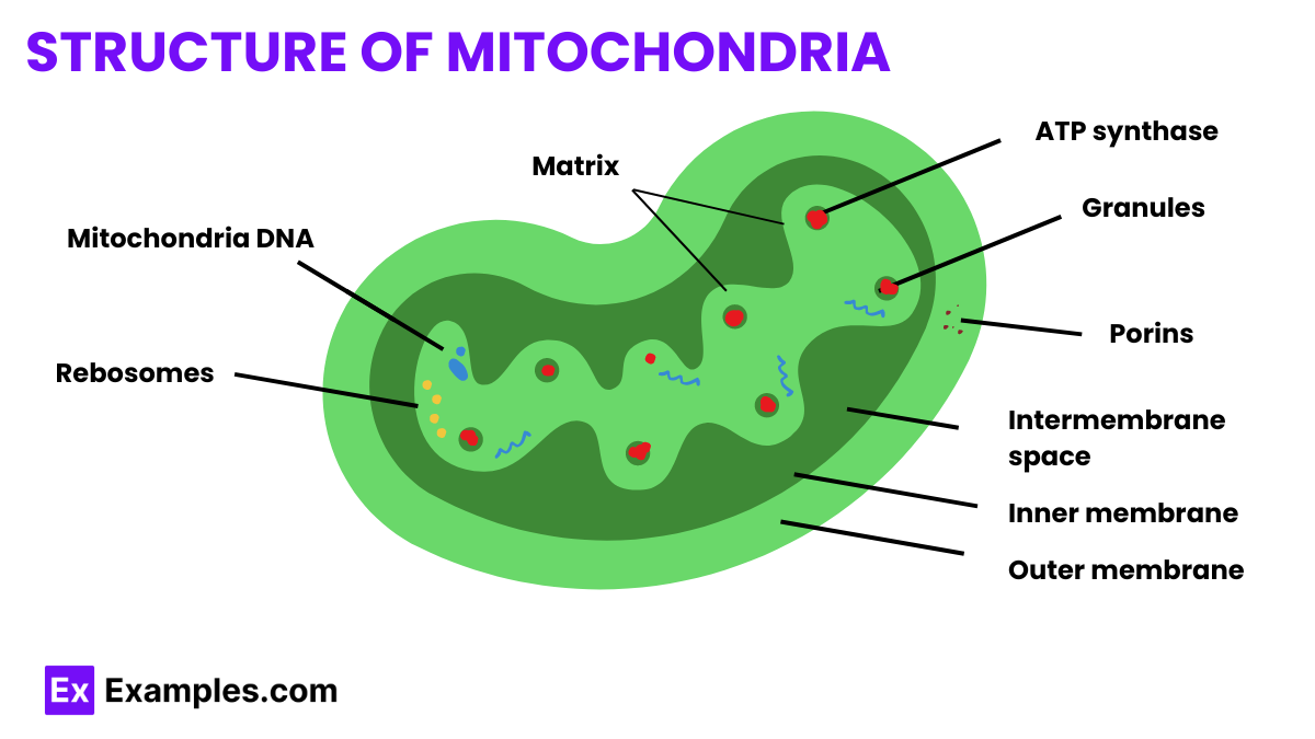 Structure of Mitochondria
