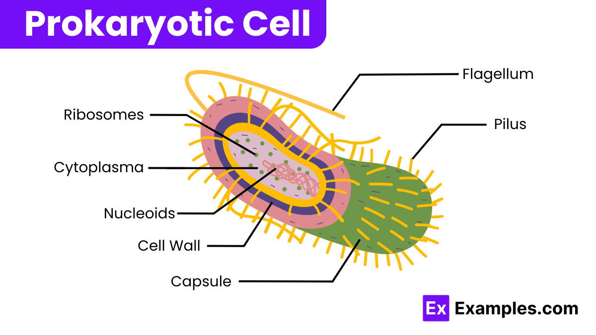 Structure of Prokaryotic Cell