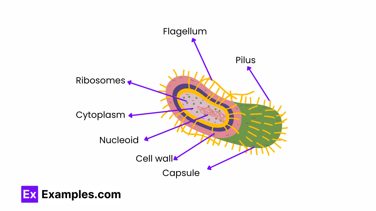 Prokaryotic Cell Definition Characteristics Structure Examples 3801