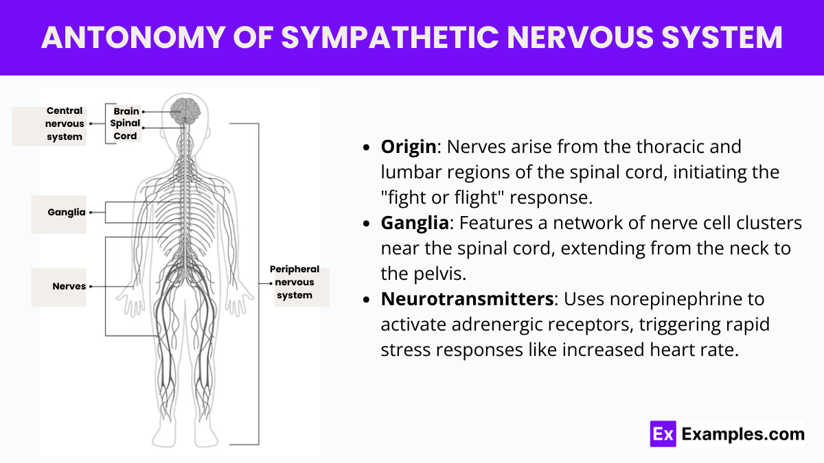 Sympathetic Nervous System Anatomy