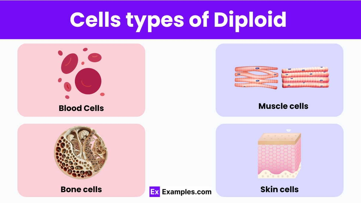 Cells types of Diploid