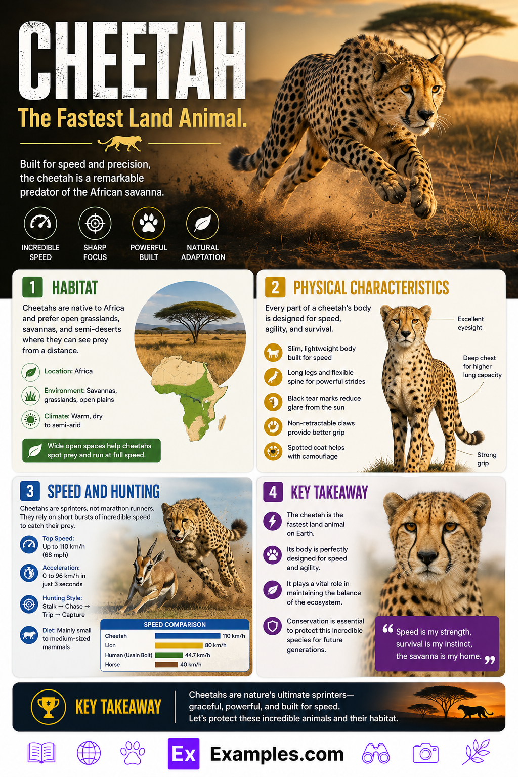 Cheetah – Description, History, Lifespan, Ecology & More