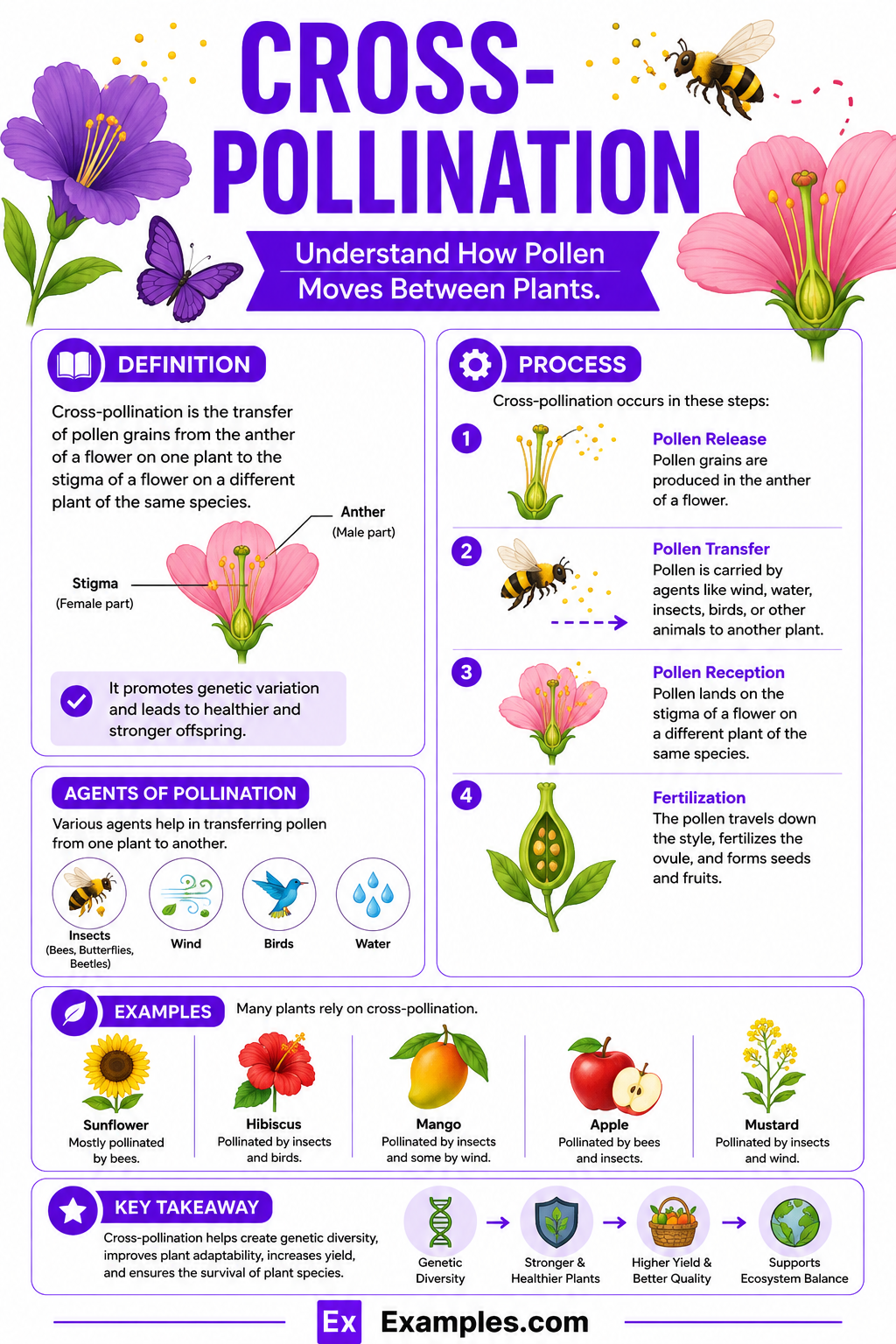 Cross Pollination – Meaning, Example, Methods, Steps & Purpose