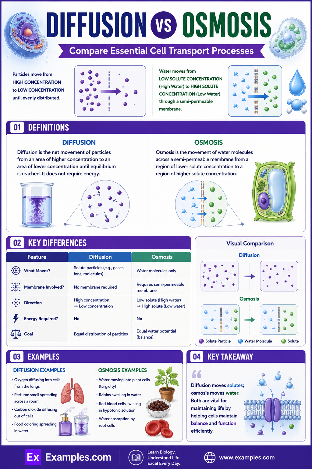 Diffusion vs Osmosis – Differences Explained
