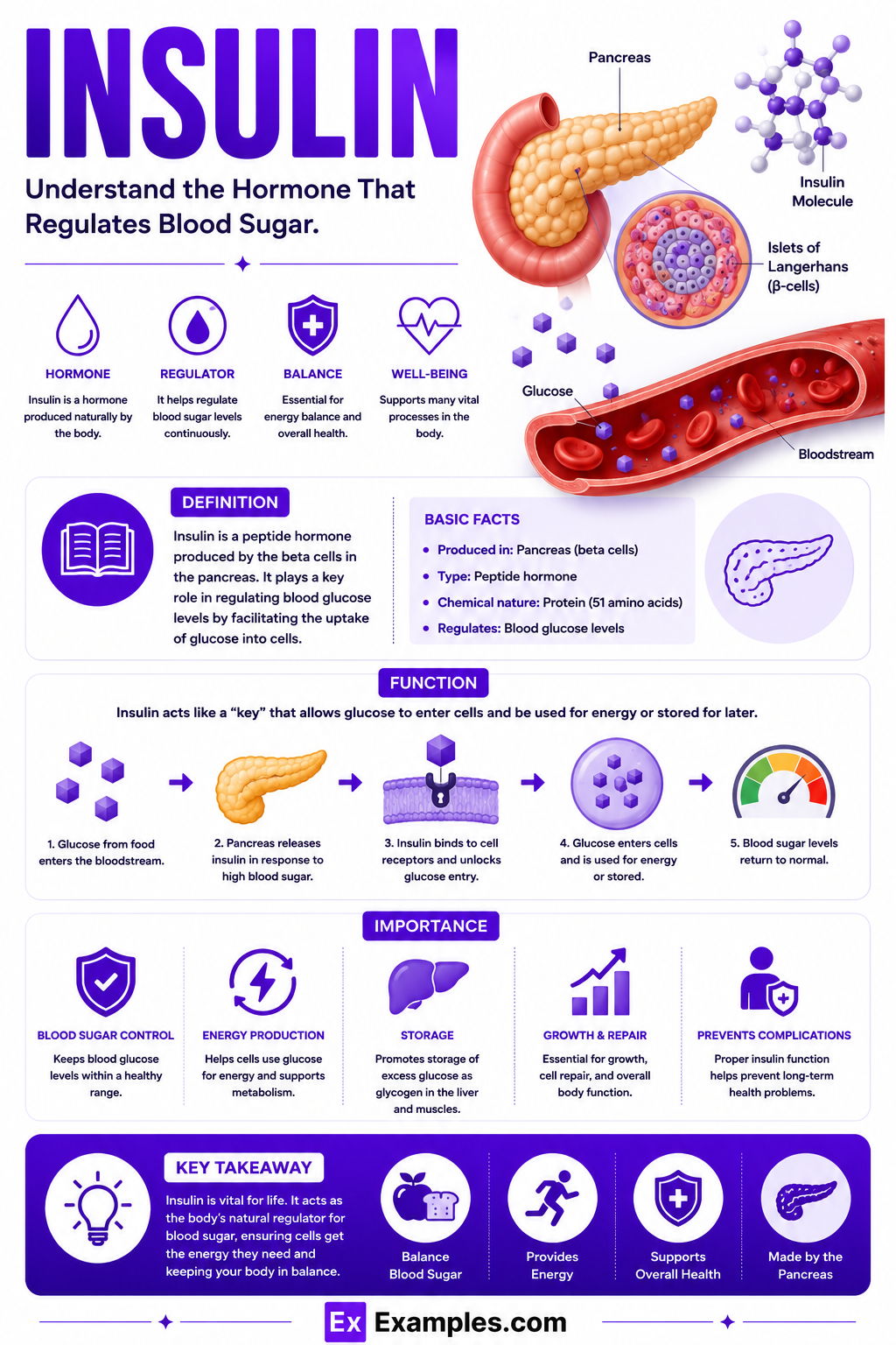 Insulin – Examples, Definition, Types, Structure, Functions & more