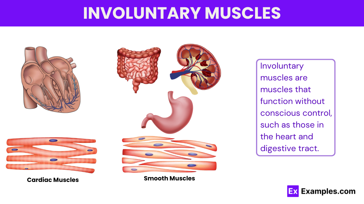 Involuntary Muscles Definition Structure Functions Examples