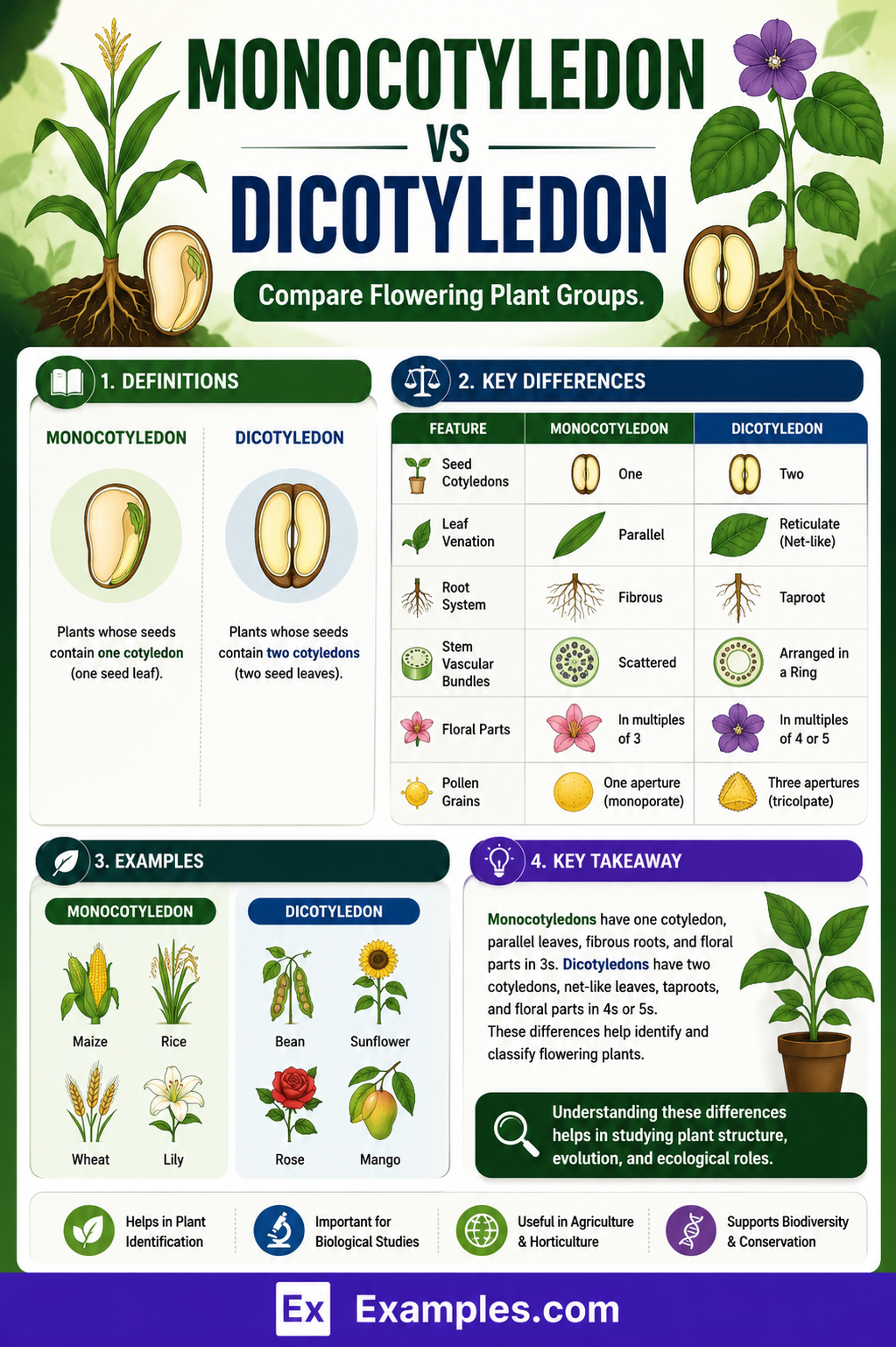 Monocot vs Dicot Guide: Exploring Distinctive Plant Traits