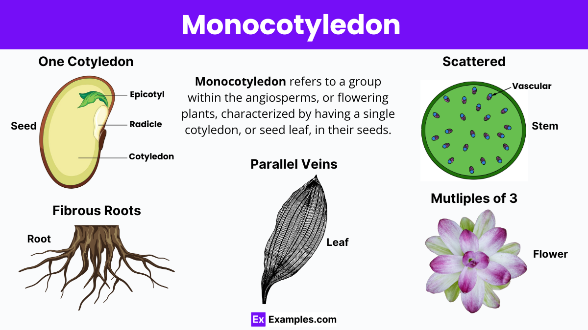 Monocot Examples Angiosperms Life Cycle And Morphology Biology 130l