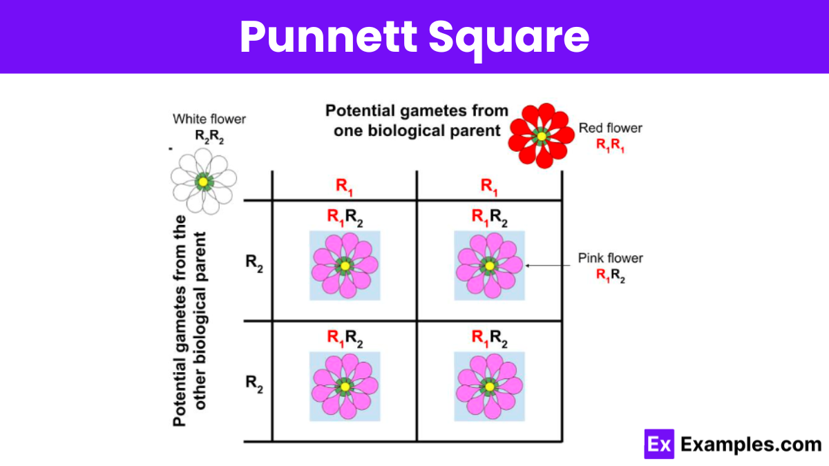 Punnett Square for Snapdragon Flower Color