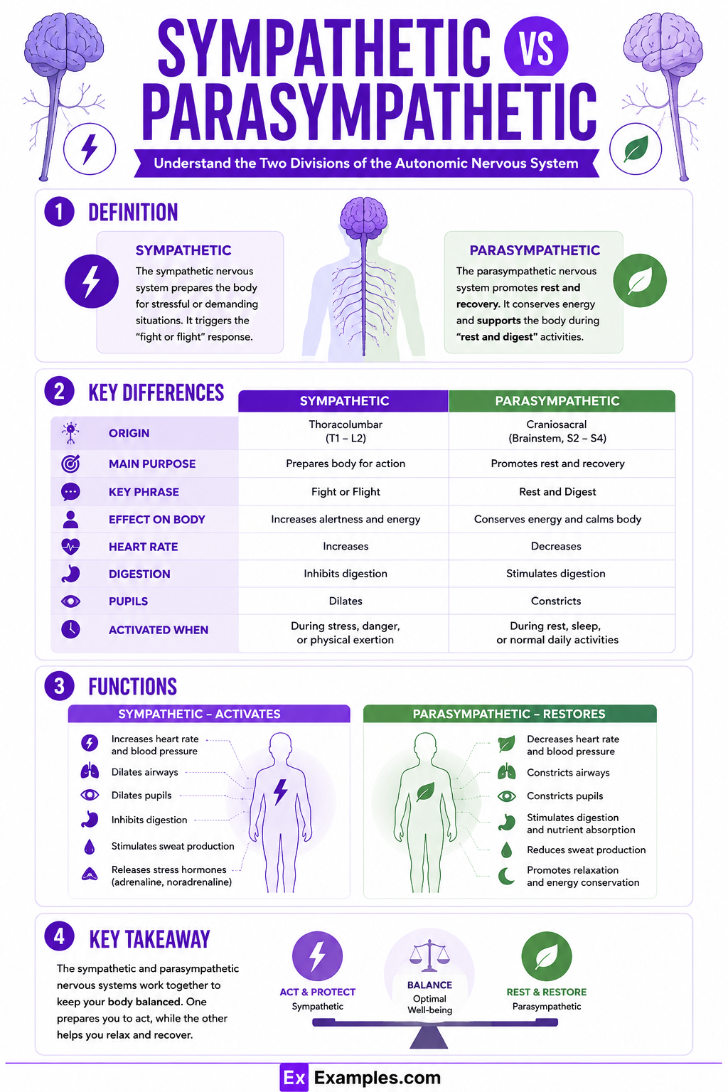 Sympathetic vs. Parasympathetic Nervous Systems: Key Differences and Functions