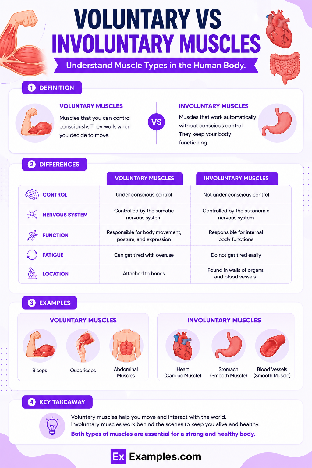 Learn the Differences Between Voluntary and Involuntary Muscles